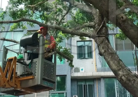 园林工人利用高空升降车给大树灭虫